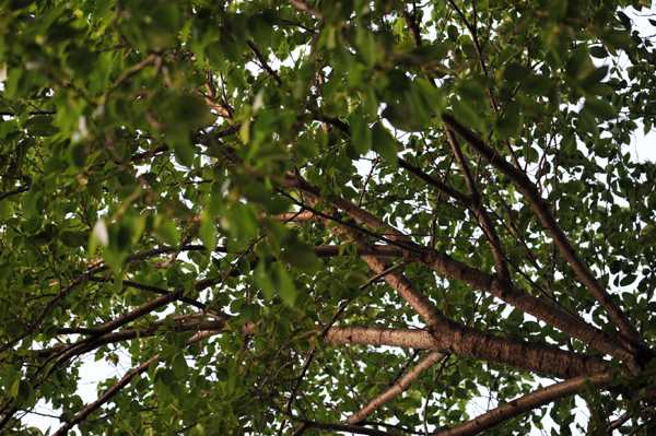 426 550 5 DSC_0821.jpg